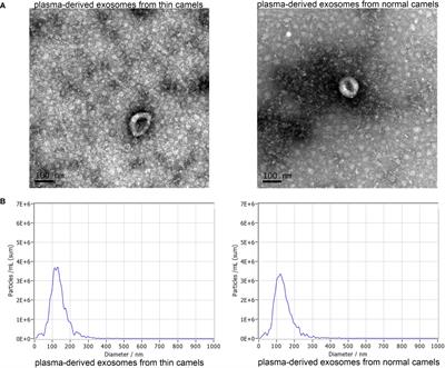 Effects of plasma-derived exosomes from the normal and thin Bactrian camels on hepatocellular carcinoma and their differences at transcriptome and proteomics levels